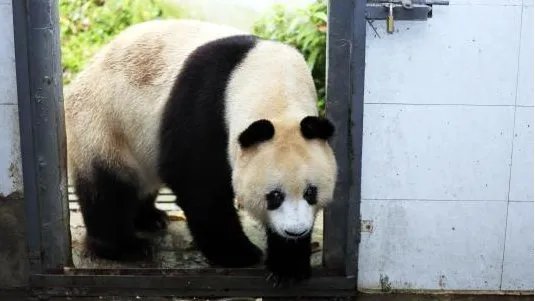 熊猫苏苏去世了吗？