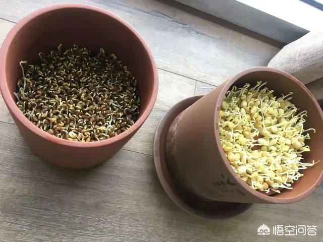 怎样生产豆芽?