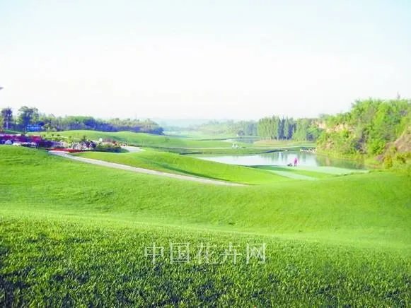 草坪除草剂的如何正确使用