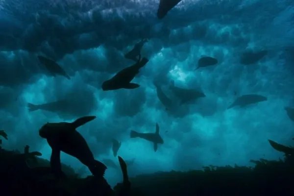 全球十大必看英文纪录片，地球与海洋让人体会大自然的伟大