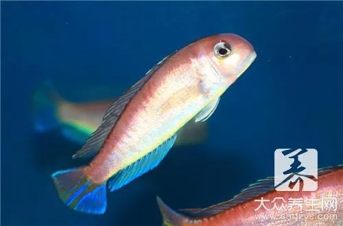 粤菜鱼做法大全有哪些呢？