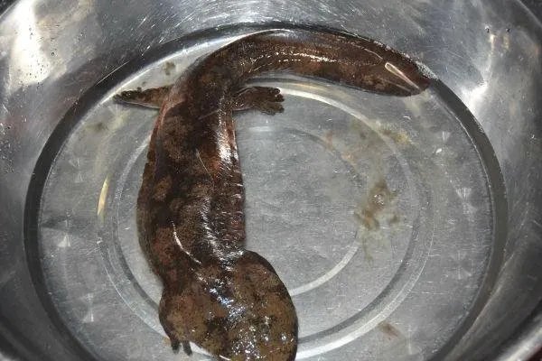 陕西鱼姓老人小区捡到娃娃鱼获奖200元！娃娃鱼到底有多珍稀？