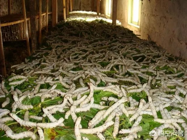 远古时期，地球上最大的食肉动物“里奥普鲁顿”真的存在吗？