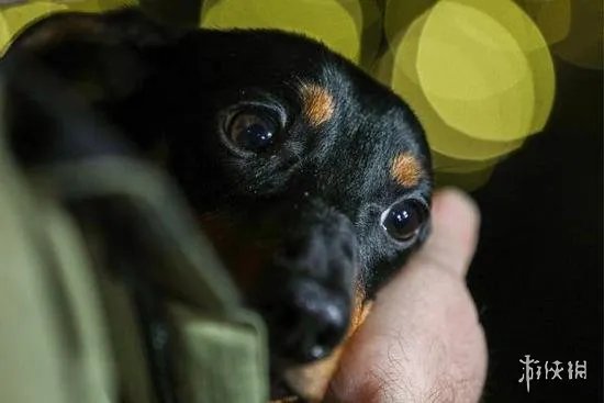 俄水下呼吸技术研发取得新进展 用狗实验遭动保诟病