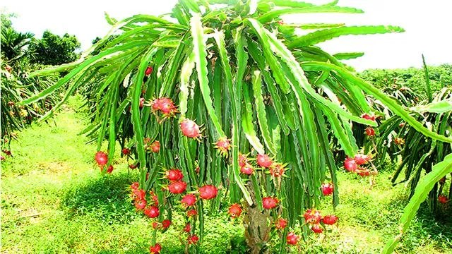 海南有什么特产？