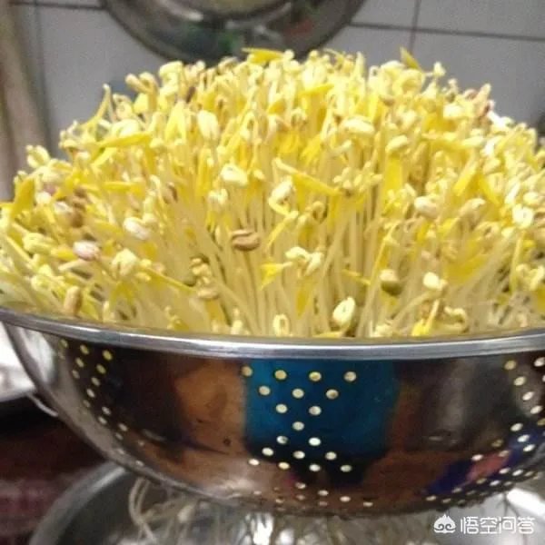 怎样生产豆芽？