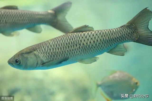 下雨天河边钓鱼，打鱼窝有没有效果，知道的老铁能否分享下经验？