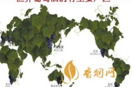 葡萄原酒是什么？了解一下！