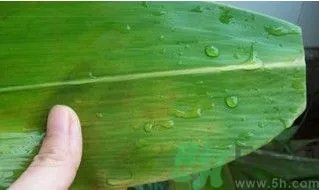 粽子怎么包好看图解法 粽子怎么包视频教程