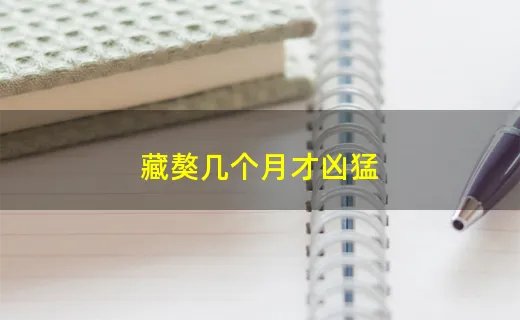 藏獒几个月才凶猛