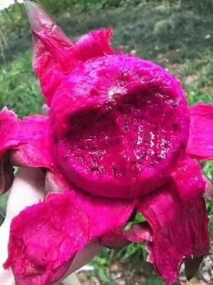 果蔬丸怎么急冻