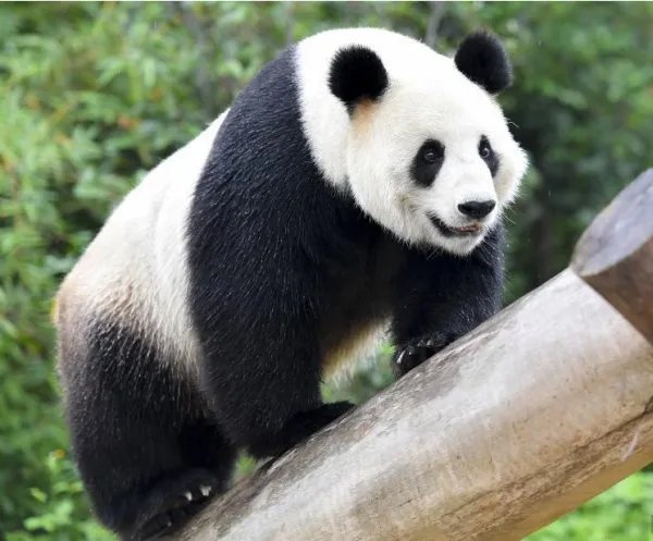 汶川大熊猫“婷婷”趴冰消暑是要生二胎了？