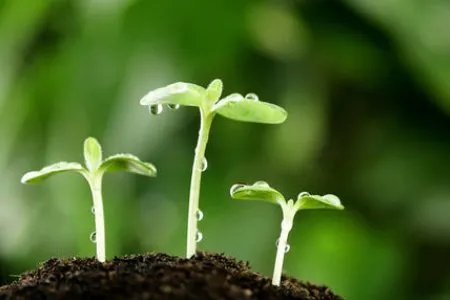 如雨后春笋般后面接什么？