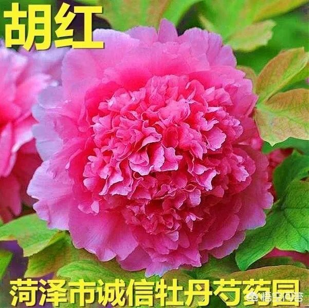 牡丹花苗价格多少？有参考价吗？