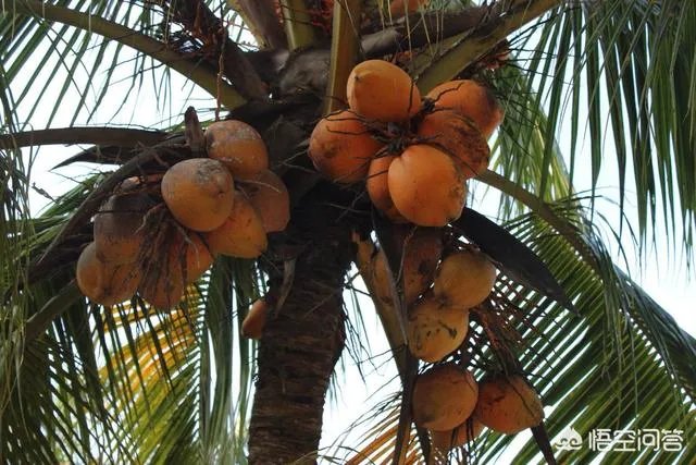 海南有什么特产？