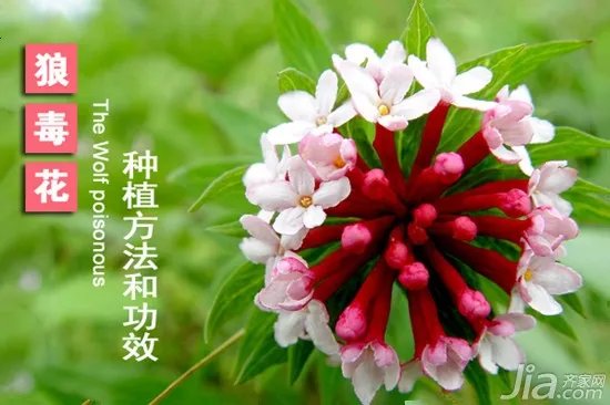 狼毒花怎么种植 狼毒花有什么功效