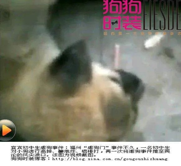 宜宾虐狗事件的介绍