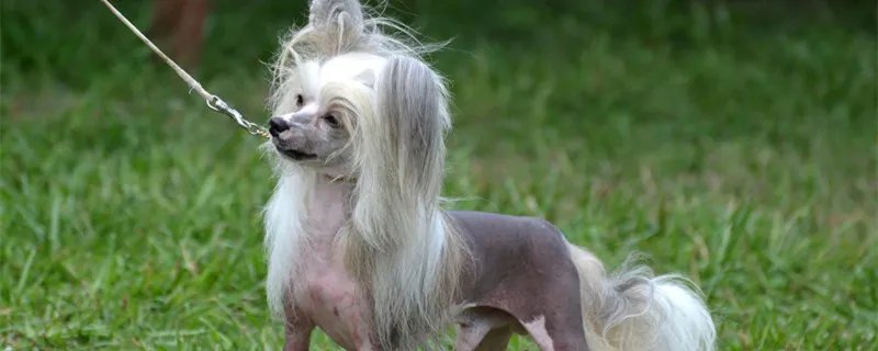 世界最丑的狗品种排名 墨西哥无毛犬有多丑