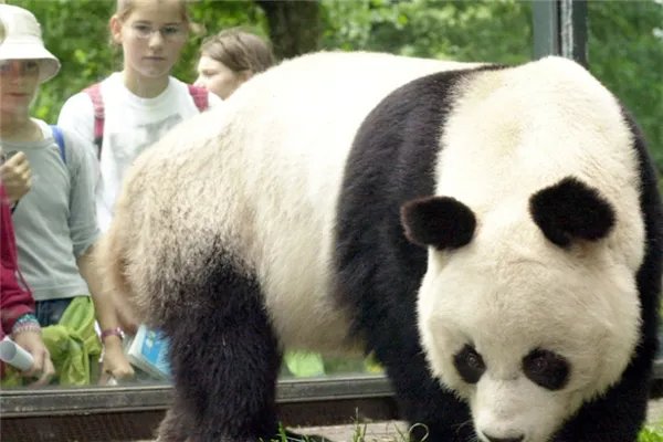 全球最长寿圈养大熊猫去世,导致这只大熊猫死亡的因素有哪些?