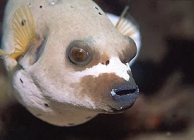 珍珠狗头的生长习性