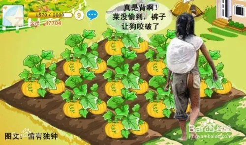 黑土地升级价格表