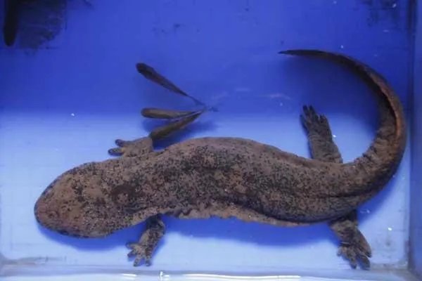 陕西鱼姓老人小区捡到娃娃鱼获奖200元!娃娃鱼到底有多珍稀?