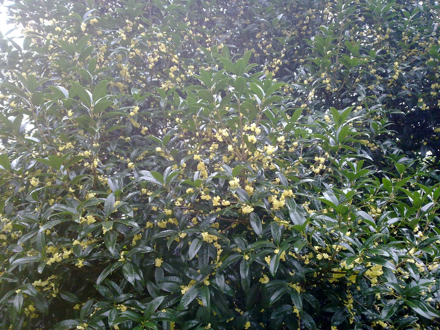 速生金桂的介绍