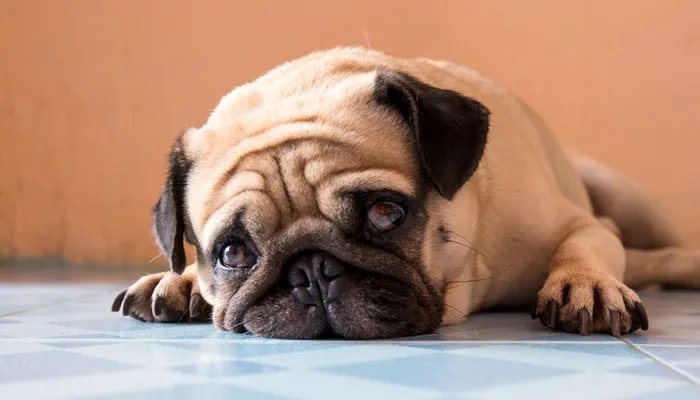 世界最丑的狗品种排名 墨西哥无毛犬有多丑