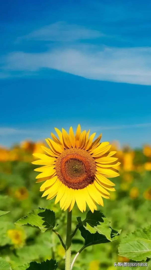 激光祛斑真的有效吗？