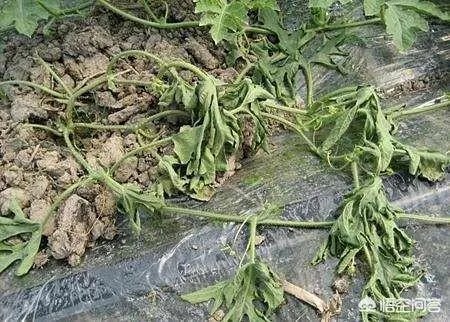 据说高温可杀死非洲猪瘟病毒，有什么依据吗？