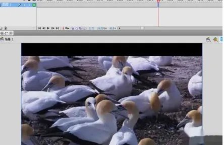 如何在FLASH中导入视频?