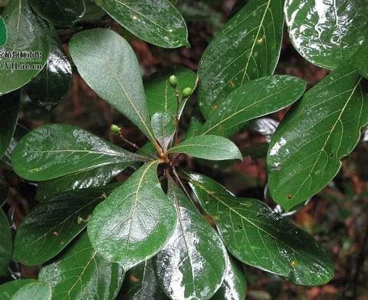 金丝楠木的树叶图片