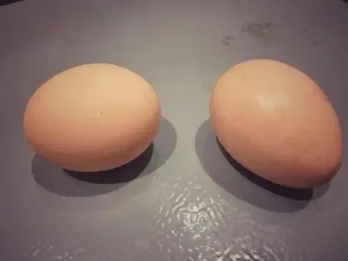 熟蛋返生作者讲实验视频曝光，公开传播伪科学，你怎么看？