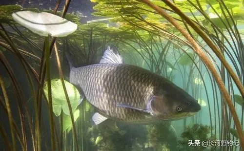 下雨天河边钓鱼，打鱼窝有没有效果，知道的老铁能否分享下经验？