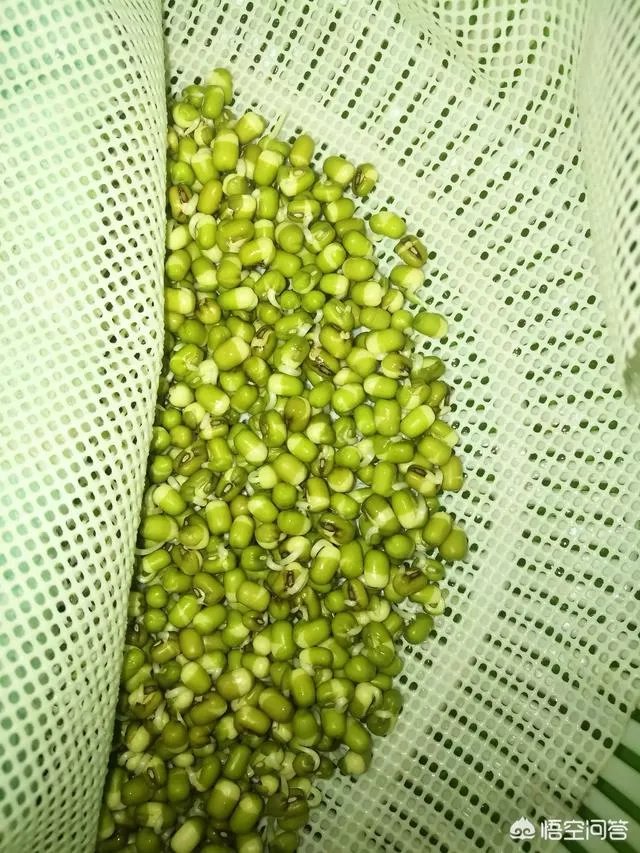 怎样生产豆芽?