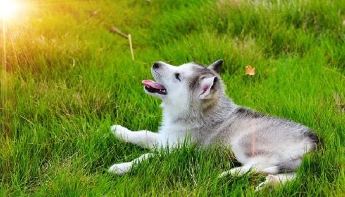 哈士奇和狼的区别 哈士奇和狼的不同