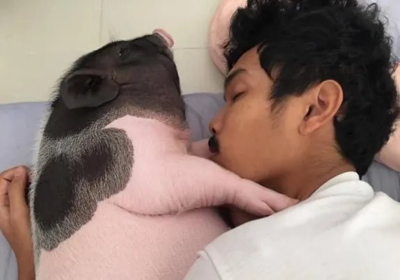 把母猪当女朋友来养是怎么回事?