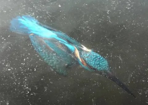 翠鸟抓鱼遭冰封后发生了什么事情？