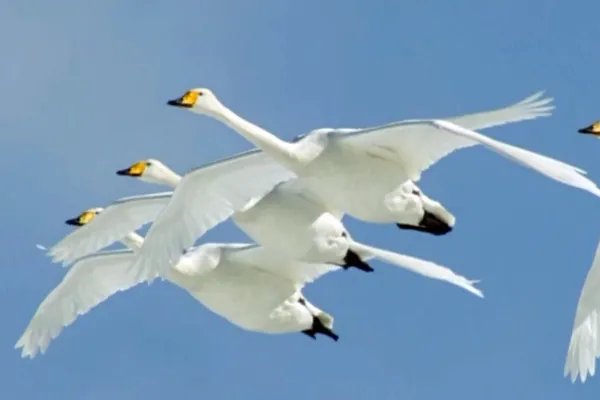 全球十大必看英文纪录片，地球与海洋让人体会大自然的伟大