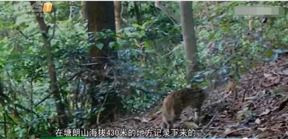 深圳闹市区出现多只野生豹猫正常吗？