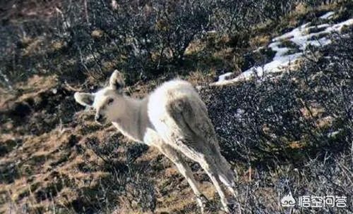 我国首现白色马鹿是大自然给予的奇迹吗？
