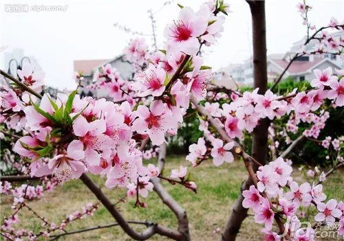 桃花全面解析 桃花图片大全