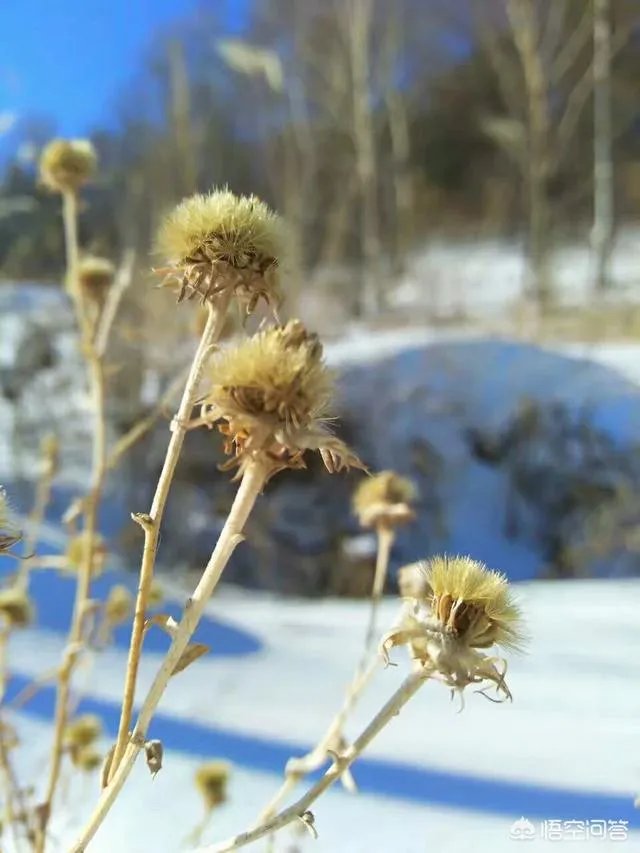 东京食尸鬼从哪里可以看