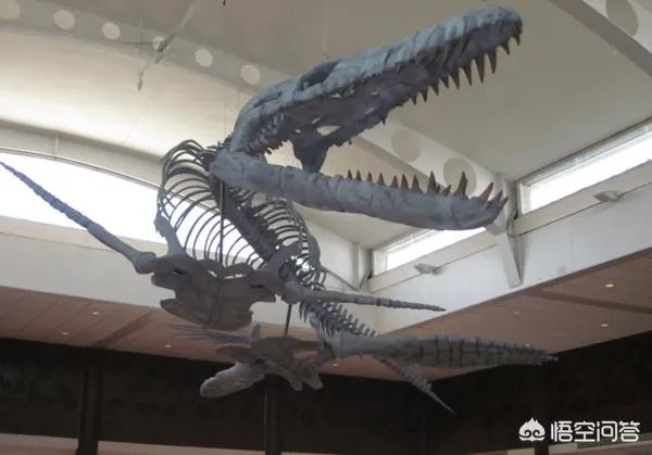 远古时期，地球上最大的食肉动物“里奥普鲁顿”真的存在吗？