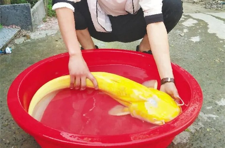 男子钓金黄大怪鱼 被以10000元人民币收购