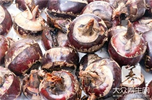 荸荠的功效与作用是什么