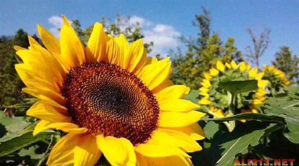 OPPO新旗舰N1发布会 图文转播让你亲临现场