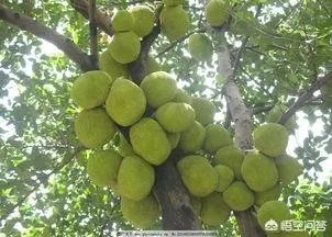 海南有什么特产？