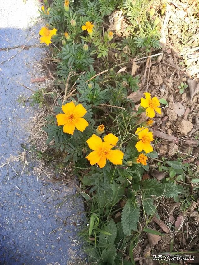 谁有王菲《有时候》的歌词？