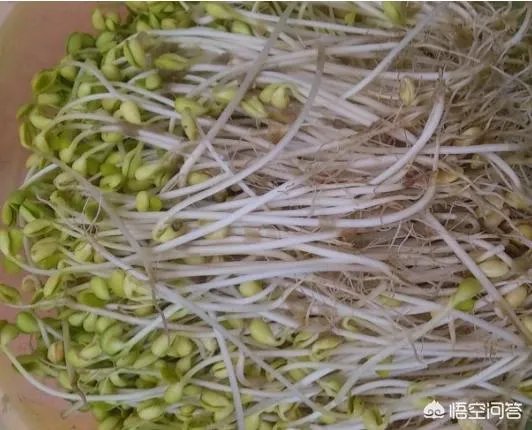 怎样生产豆芽?
